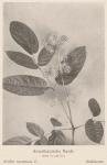 Bild: Aralia Racemosa