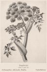 Bild: Archangelica Officinalis