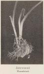 Bild: Arisaema Atrorubens 1