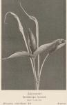 Bild: Arisaema Atrorubens