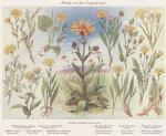 Bild: Arnica Montana