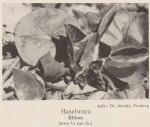 Bild: Asarum Europaeum 1