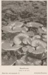 Bild: Asarum Europaeum
