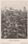 Bild: Asclepias Syriaca