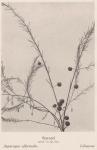 Bild: Asparagus Officinalis