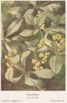 Bild: Berberis Vulgaris