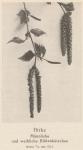 Bild: Betula Verrucosa 1
