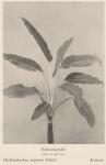 Bild: Dieffenbachia Seguina