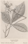 Bild: Galipea Officinalis