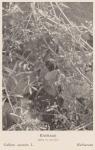 Bild: Galium Aparine