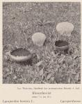 Bild: Lycoperdon Bovista