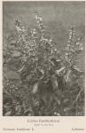 Bild: Ocimum Basilicum