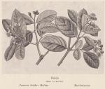Bild: Peumus Boldus