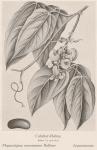 Bild: Physostigma Venenosum