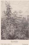 Bild: Vitex Agnus Castus