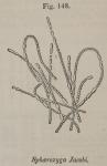 Fig. 148. Sphaerozyga Jacobi.