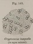 Fig. 149. Cryptococcus inaequalis.