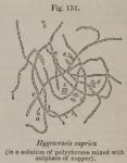 Fig. 151. Hygrocrocis cuprica.