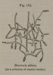 Fig. 152. Sirocrocis stibica.