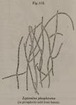 Fig. 153. Leptomitus phosphoratus.
