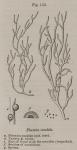 Fig. 159. Plocaria candida.