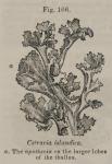 Fig. 166. Cetraria islandica.
