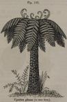 Fig. 195. Cyathea glauca (a tree fern).