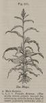 Fig. 201. Zea Mays.