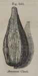 Fig. 249. Amomum Clusii.