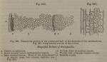 Fig. 266-267. Magnified Sections of Sarsaparilla.