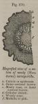 Fig. 270. Magnified view of a section of mealy (Ho...