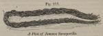 Fig. 277. A Plait of Jamaica Sarsaparilla.