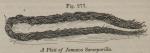 Fig. 277. A Plait of Jamaica Sarsaparilla.