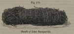 Fig. 278. Bundle of Lima Sarsaparilla.