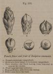 Fig. 283. Female flower and fruit of Juniperus com...