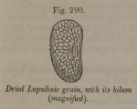 Fig. 290. Dried Lupulinic grain