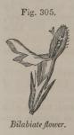 Fig. 305. Bilabiate flower.