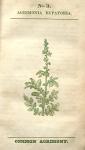 No. 03. Agrimonia eupatoria.