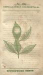 No. 20. Cephalanthus occidentalis.