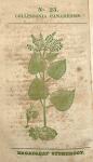 No. 23. Collinsonia canadensis.