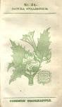 No. 31. Datura stramonium.