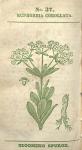 No. 37. Euphorbia corollata.