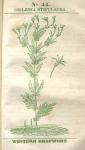 No. 44. Gillenia stipulacea.