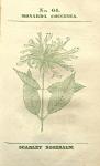 No. 64. Monarda coccinea.