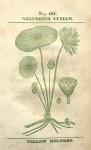 No. 66. Nelumbium luteum.