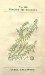No. 69. Oxycoca macrocarpa.