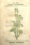 No. 70. Oxyria reniformis.
