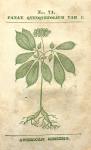No. 71. Panax quinquefolium.