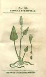 No. 93. Unisema deltifolia.
