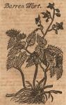 Barrenwort.